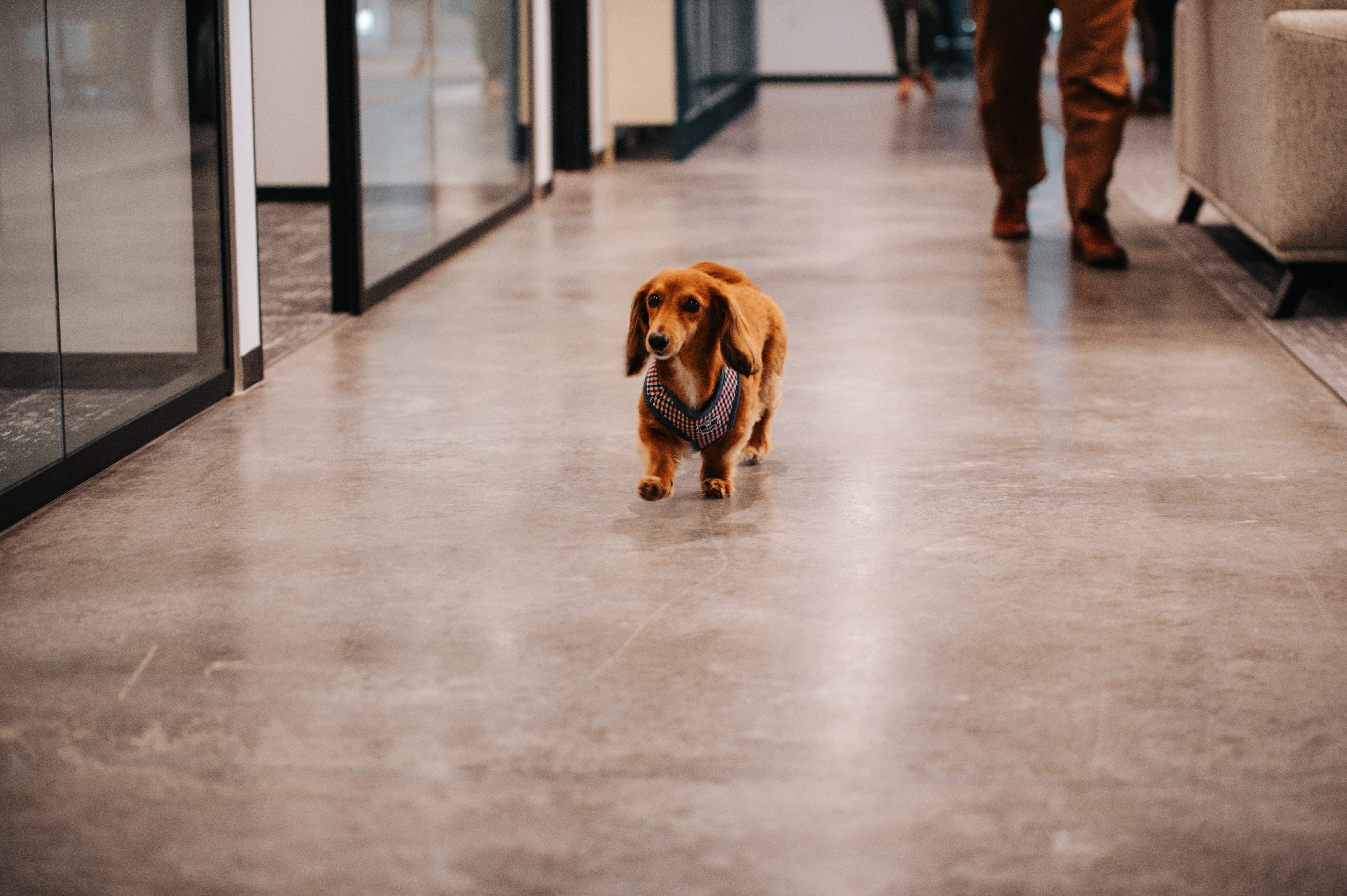 A furry team member walking through the halls at Pebl's (previously Velocity Global) new headquarters in Denver, Colorado.