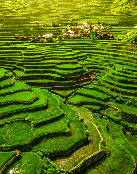 Rice Fields